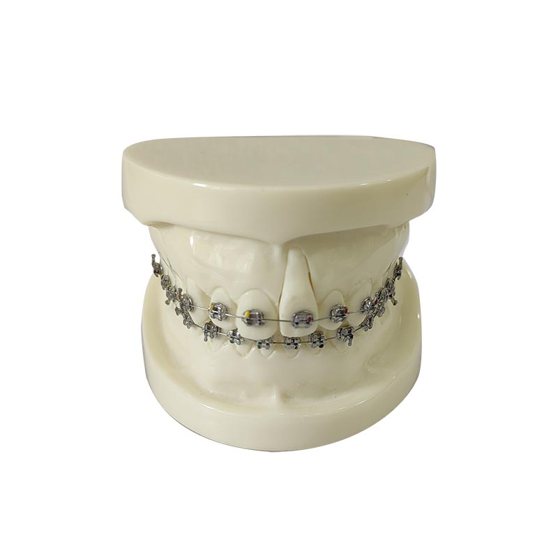 Modèle orthodontique UM-HS10 pour démonstration avec support Edgewise
   