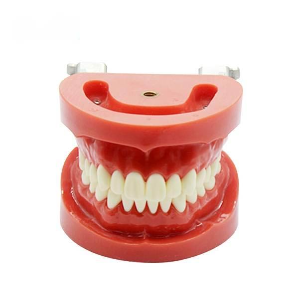 Modèle de dentition standard amovible UM-A2 (nissin)
   