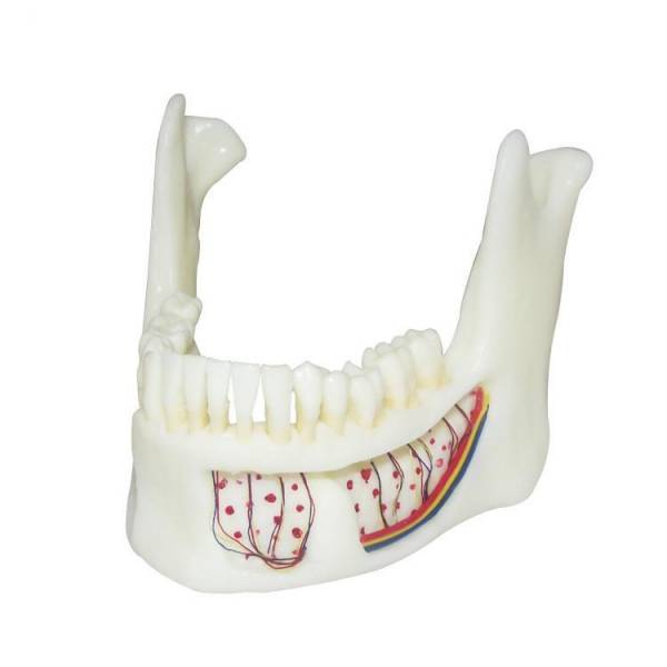 Mandibule éducative de taille naturelle UM-F2 avec plaque buccale à charnière
   