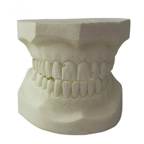 Modèle de dents blanc UM-S22 Alundum