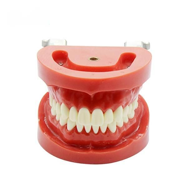 Modèle de dent, Modèle dentaire, outil de démonstration d'étude dentaire  standard modèle de prothèse dentaire brossage dents mode gencive modèle de