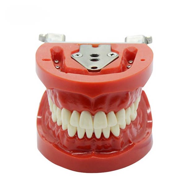Modèle standard UM-A3 de dents (nissin)