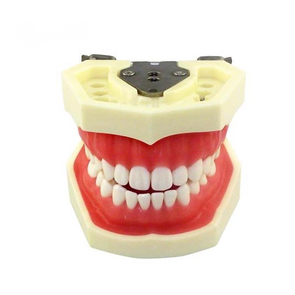 Modèle de dent standard UM-A4 (gomme souple 28 dents)