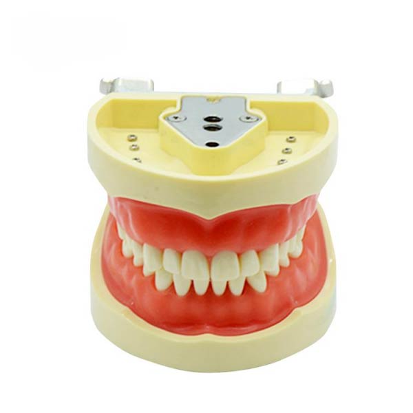 Modèle de dent standard UM-A6 (gomme molle 32 dents)