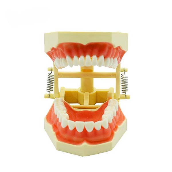 Modèle de dent en vrac à vendre, fournisseur de modèle dentaire