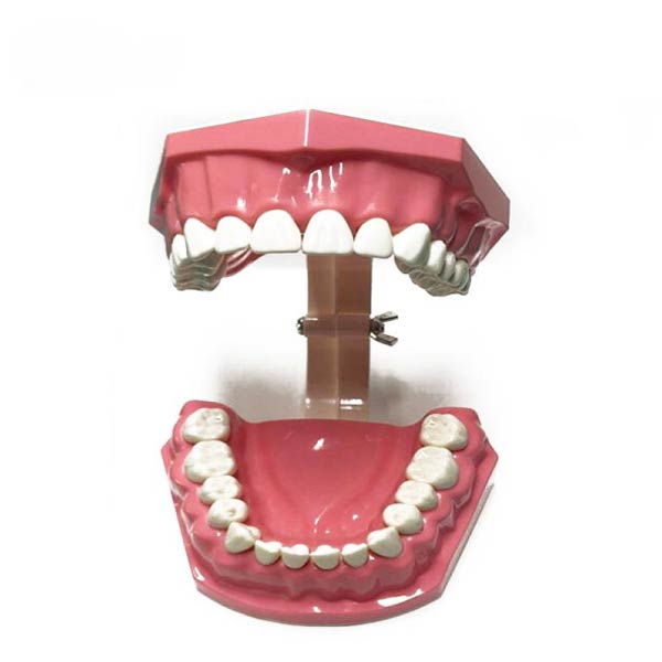 Modèle UM-A8-01 de démonstration de brossage de dents pour adultes (28 dents)