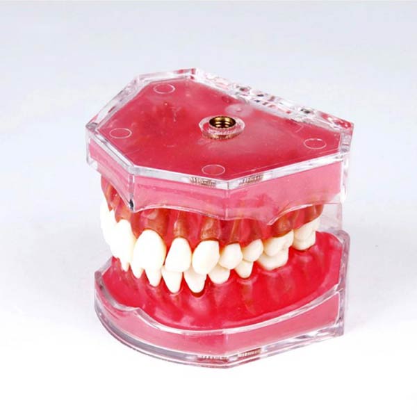 Gomme douce UM-7008 avec dents amovibles