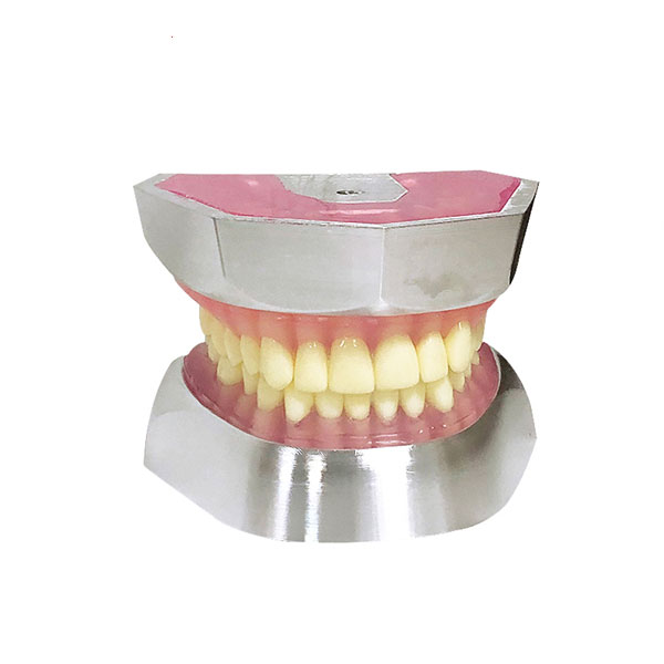 Modèle d'extraction de dent de résine UM-L16 (32 dents seulement)