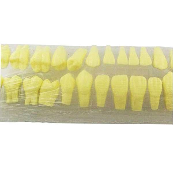 Dents permanentes de taille naturelle UM-S18 2 fois