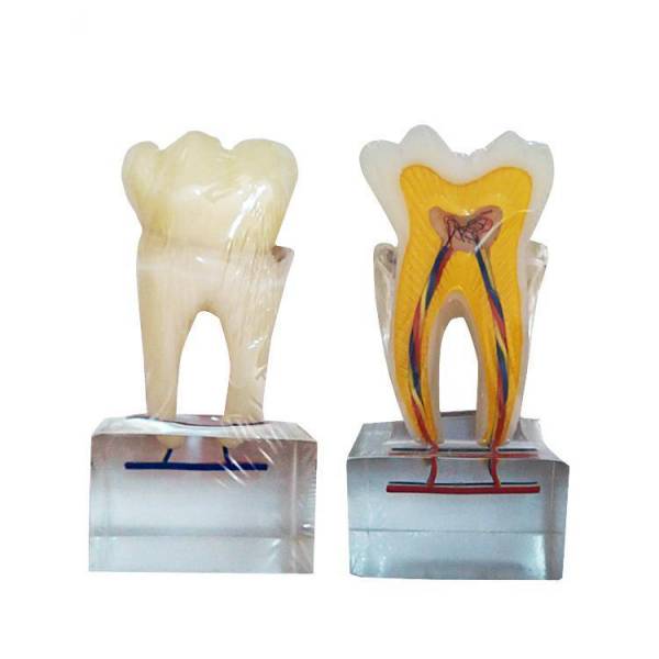 Modèle d'anatomie des dents normales UM-U14 six fois