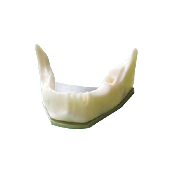UM-Z8 mandibule d'os en forme anatomique pour la pratique du placement d'implants