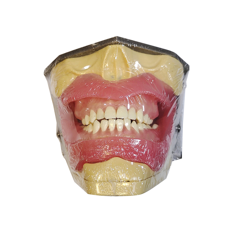 Modèle UM-L2 pour l'anesthésie orale et l'extraction de la dent